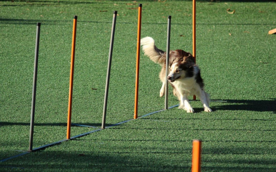 Custom Dog Show Awards: The Ultimate Guide for Show Organizers